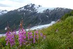 Fireweed by Exit Glacier