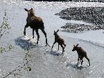 Moose on the Outwash Plain
