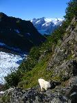 Mountain Goat on cliff above a glacier