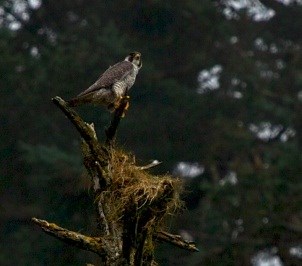 A peregrine falcon holds on to the top branch of a dead tree.