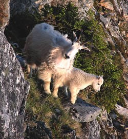 A nanny and kid mountain goat stand together on a cliff side.