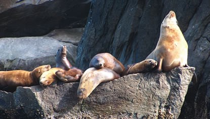 A group of Steller sea lions gather on a rocky outcrop.