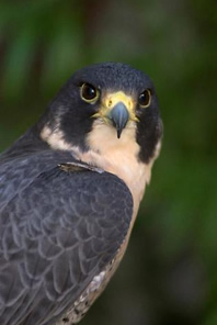 peregrine falcon