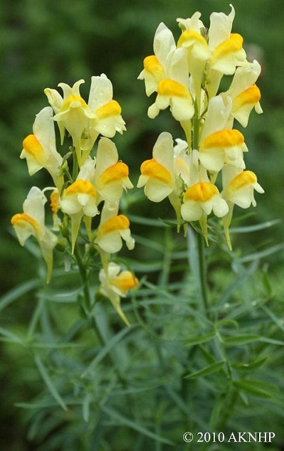 Yellow Toadflax is a highly invasive ornamental plant.