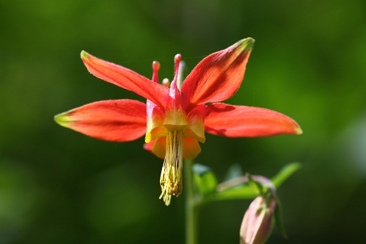 A columbine flower.