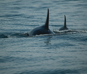 Killer Whales