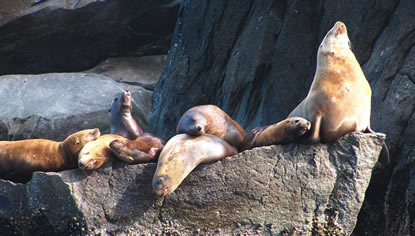 Sea Lions