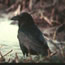 Raven