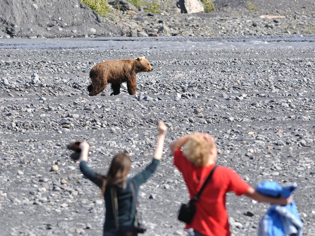 A young brown bear walks by in the distance as two people raise their arms in the foreground