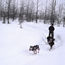 Dog Sledding in Kenai Fjords