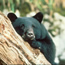 Bear looking out from behind a leaning tree