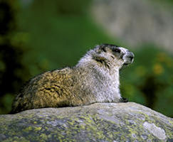 Marmot