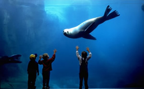 Children watching a Sea Lion at the Alaska Sea Life Center
