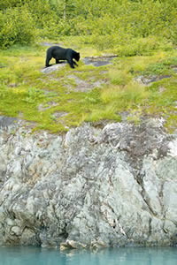 Black bear Black bear