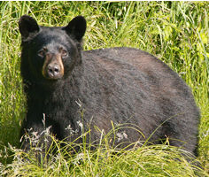 Black bear.