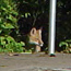  A fox overlooks the mountain parking lot.