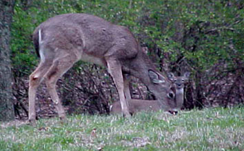 Just some of the wildlife to see here at Kennesaw Mountain.