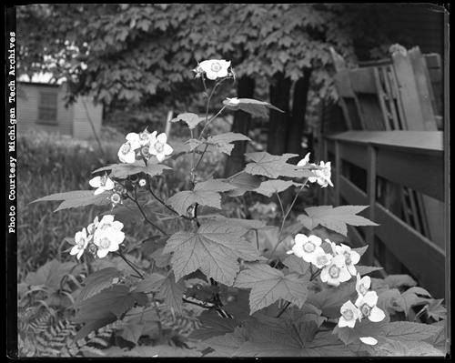 Black and white photo of flowering thimbleberry