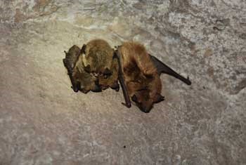 A big brown and three little brown bats