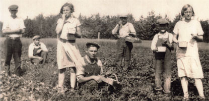 Historical Photo: Strawberry pickers at a farm near Chassell.