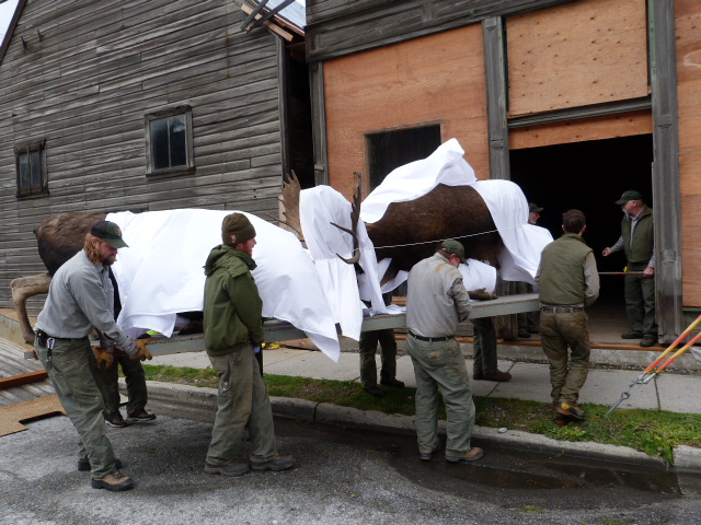 Klondike Gold Rush NHP's Maintenance Crew moves the moose mount into its temporary home in the Meyer Building. Klondike Gold Rush NHP's Maintenance Crew moves the moose mount into its temporary home in the Meyer Building.