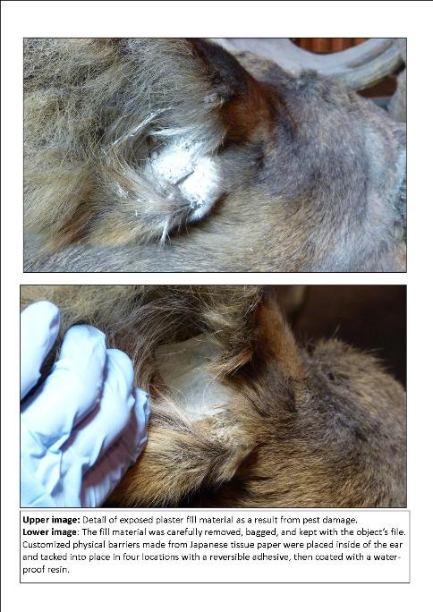Detail of moose hoof before and after treatment. Detail of moose hoof before and after treatment.