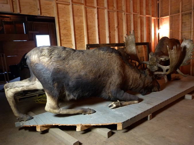 Double moose mount from Jeff. Smiths Parlor, shown in the Meyer's Meat Market building. Double moose mount from Jeff. Smiths Parlor, shown in the Meyer's Meat Market building.