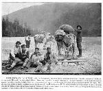Tlingit men and boys with oxen