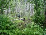 hiker on boardwalk through temperate rainforest