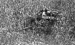 Black and white photo of men hauling a wagon