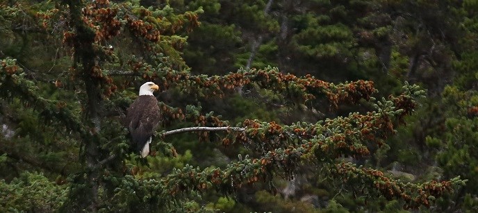 A bald eagle sits on an evergreen tree.