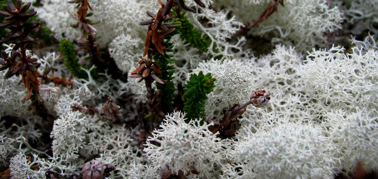 Close up of lichen and plant material