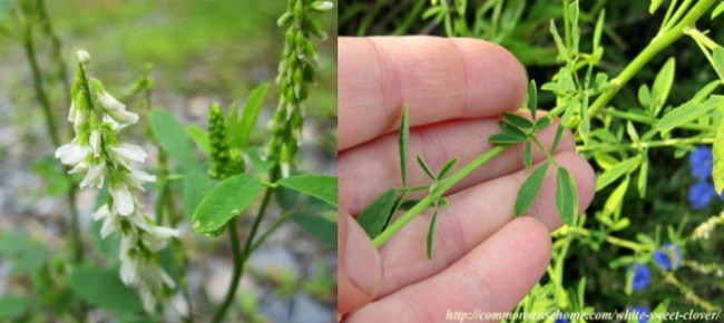 Left: white flowers on long stalks. Right: green leaves in a person's hand