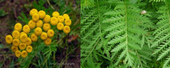 Left: clump of yellow flowers. Right: close up feathery green leaves.