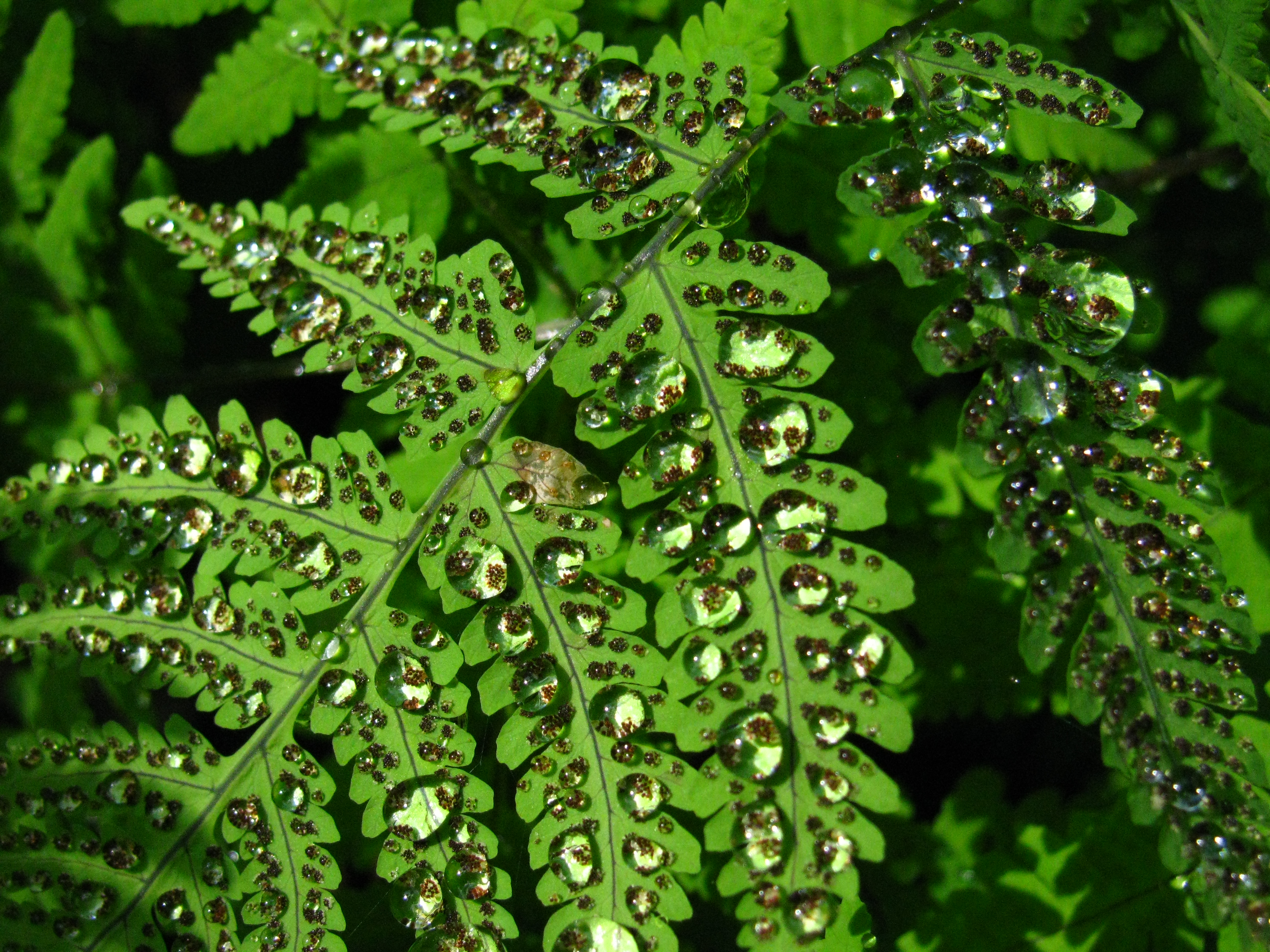 Rain drops on a fern