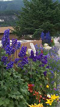 Skagway garden