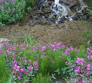 Broad-leaved willowherb - a bright pink wildflower