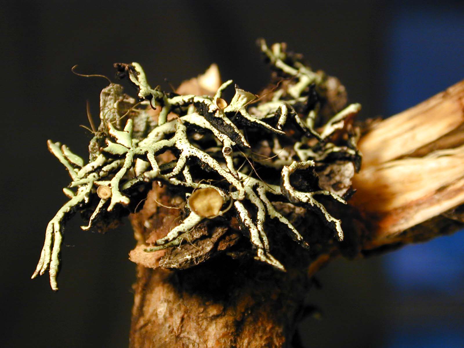 Lichens being researched in the park: hypina.