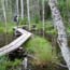 hiker on boardwalk in bright green temperate rain forest