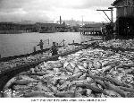 Fishermen with salmon at dock, Seattle, Washington
