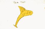 Drawing of Gold FishGol