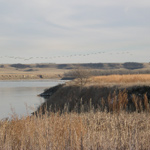 Geese flying over Missouri river.