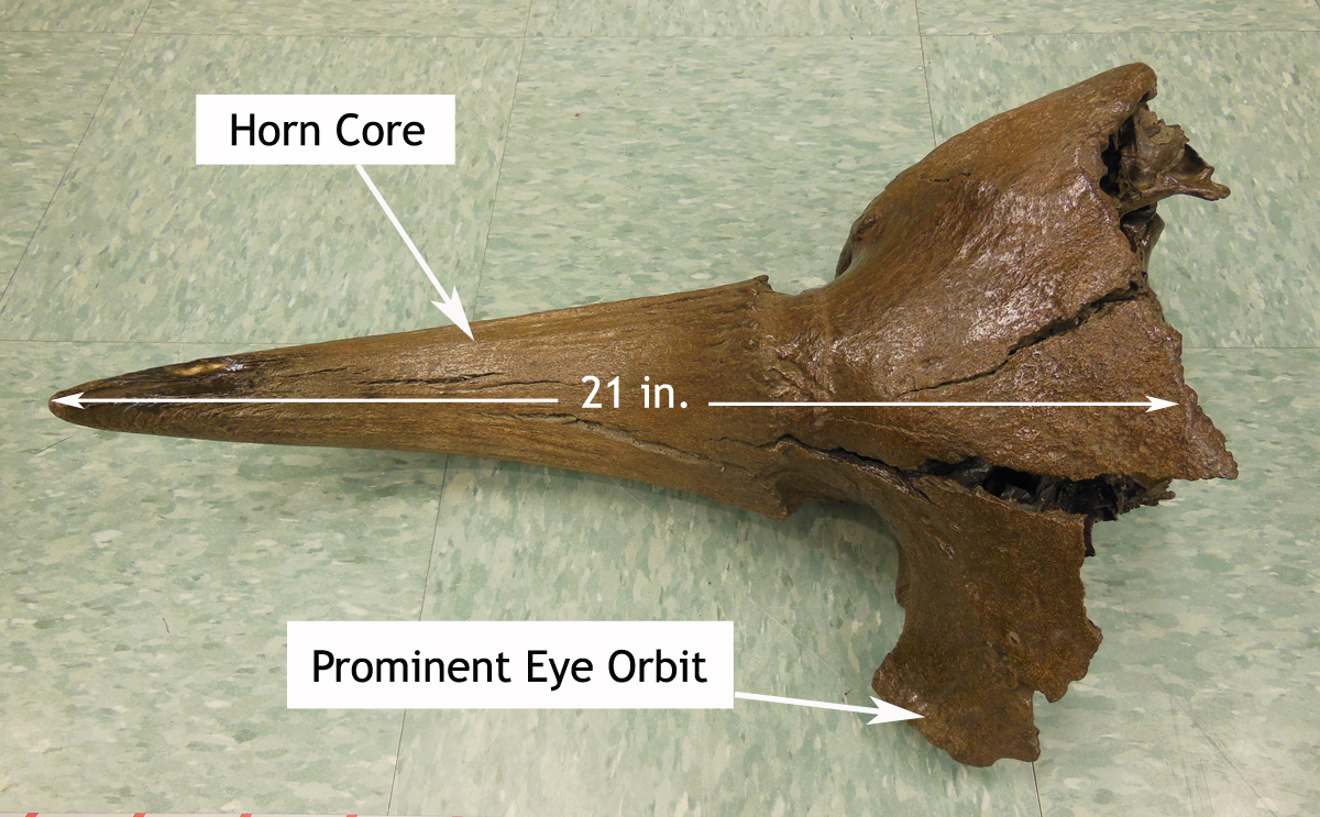 Kotz-area-cranial-fragment-without-scale