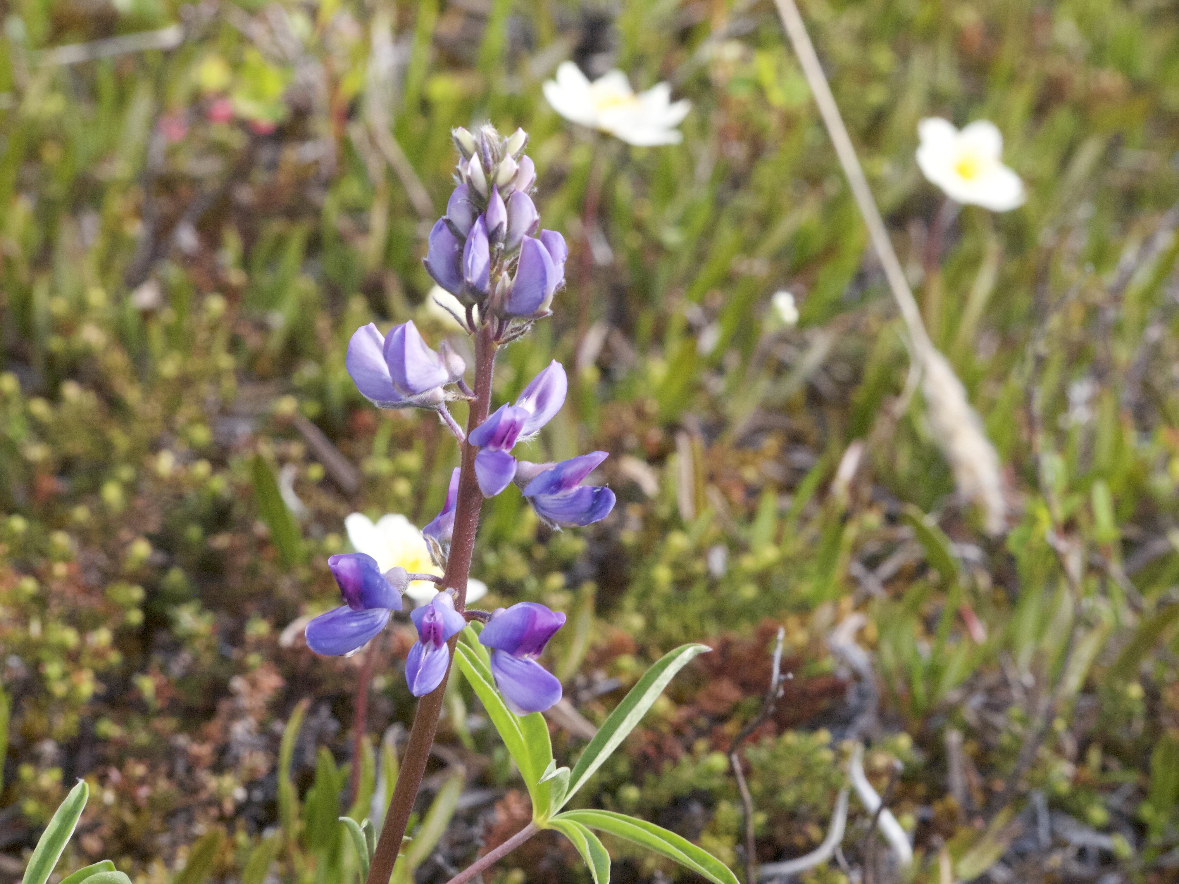 Close up of purple flowers and buds of a single Arctic Lupine with out of focus tundra plants in the background