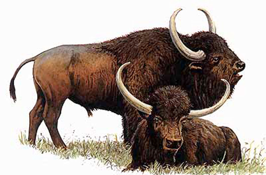 Steppe Bison Illustration from U of Maryland