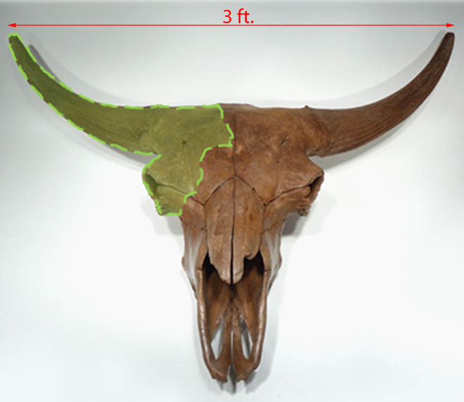 SteppeBisonSkull