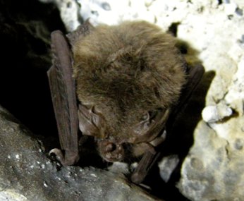 Hibernating Townsend at Lava Beds 