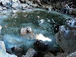 Ice Pool