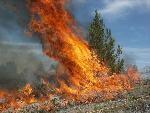 Juniper Torching