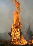 Juniper Torches